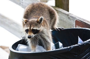 Raccoon In Trash