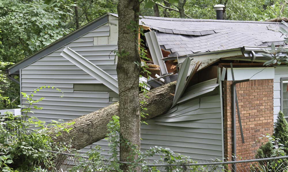 Blog - Does Insurance Cover Fallen Trees or Tree Limbs? 5 Things to Know